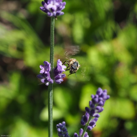Honigbiene An Lavendel